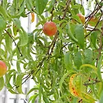 Peach & بيت شباب بورتو