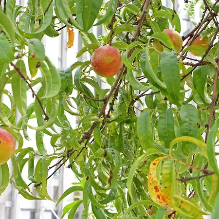 Peach & ホステル ポルト