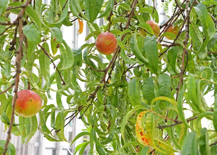 Peach & Hostel Πόρτο